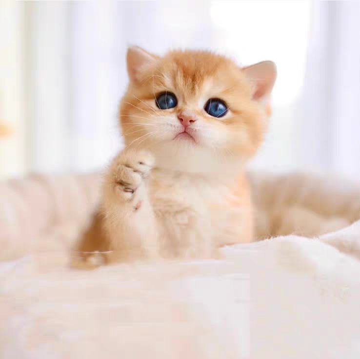 猫舍直销,批发价出售,金渐层